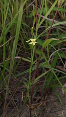 Striga asiatica