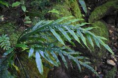 Blechnum patersonii