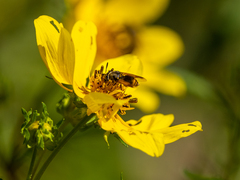 Hoplitimyia mutabilis