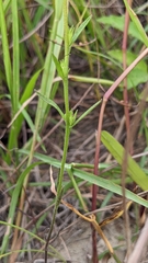 Striga asiatica