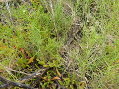 Distichlis distichophylla