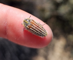 Neojulodis