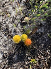 Leucospermum prostratum