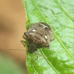 Eysarcoris guttigerus