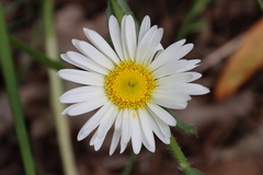 Brachyscome diversifolia