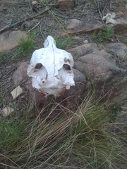 Connochaetes taurinus