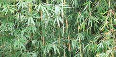 Bambusa vulgaris