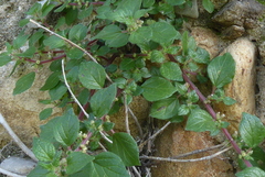 Parietaria officinalis