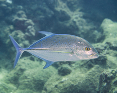 Caranx melampygus