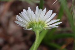 Brachyscome diversifolia