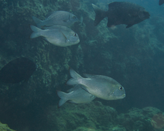 Monotaxis grandoculis