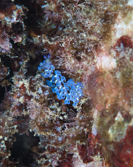 Pteraeolidia semperi