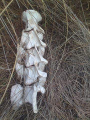 Connochaetes taurinus