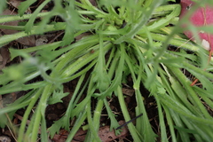 Brachyscome diversifolia