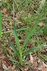 Dianella amoena