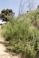 Aspalathus macrantha