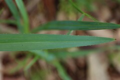 Dianella amoena