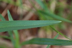 Dianella amoena