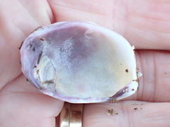 Austrovenus stutchburyi