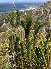 Euryops abrotanifolius