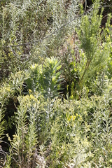 Leucadendron argenteum