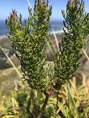 Euryops abrotanifolius