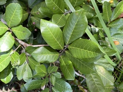 Alectryon subcinereus