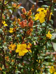 Hibbertia bracteata