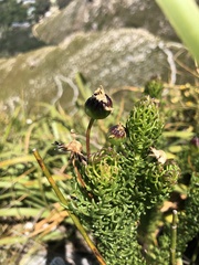Euryops abrotanifolius