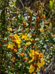 Hibbertia bracteata