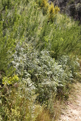 Pteridium aquilinum capense