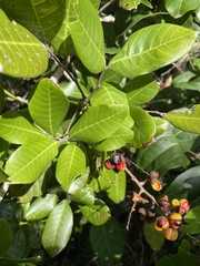 Alectryon subcinereus