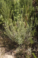 Senecio pterophorus