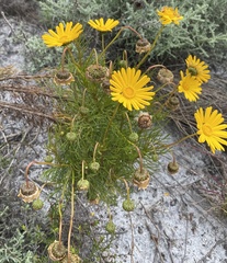 Ursinia paleacea