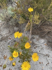 Ursinia paleacea
