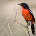 Crimson-breasted Gonolek - Photo (c) Johann du Preez, some rights reserved (CC BY-NC-ND)