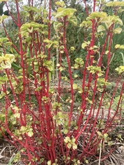 Iresine diffusa herbstii