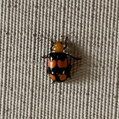 Sonchia sternalis
