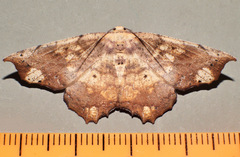 Polyacme dissimilis