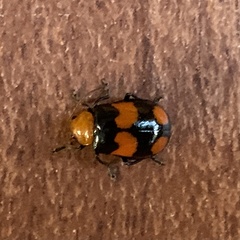 Sonchia sternalis