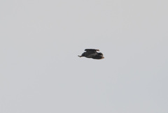 Spodiopsar cineraceus