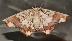 Polyacme dissimilis