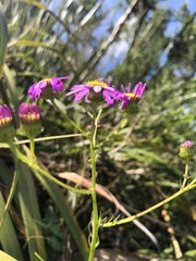 Senecio umbellatus