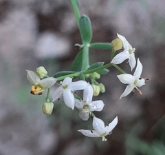 Galium caprarium
