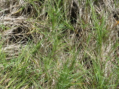 Distichlis distichophylla