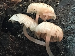 Mycena