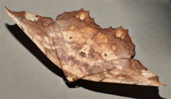 Polyacme dissimilis