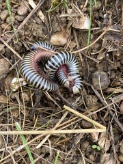 Ommatoiulus lusitanus