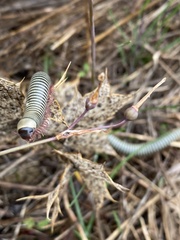 Ommatoiulus lusitanus