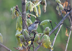 Emberiza elegans